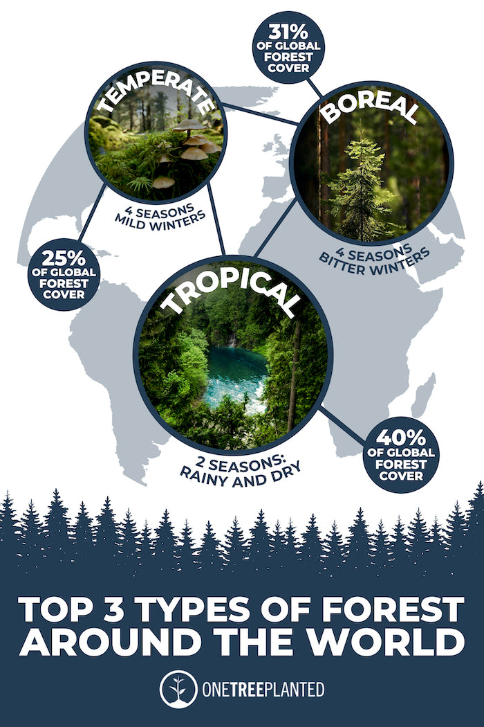 types of forest graphic
