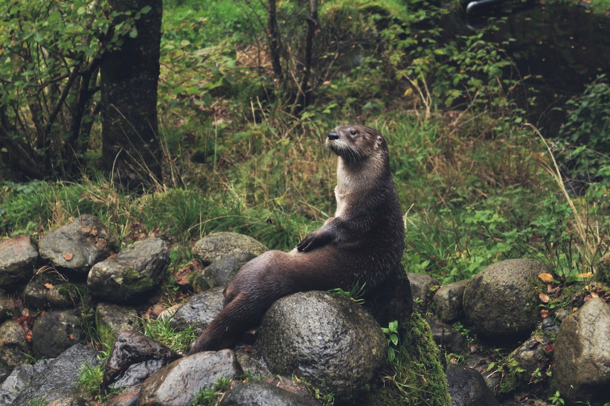 river otter sunning on a rock