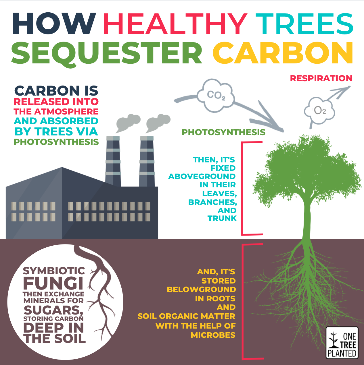 How Trees Clean The Air One Tree Planted