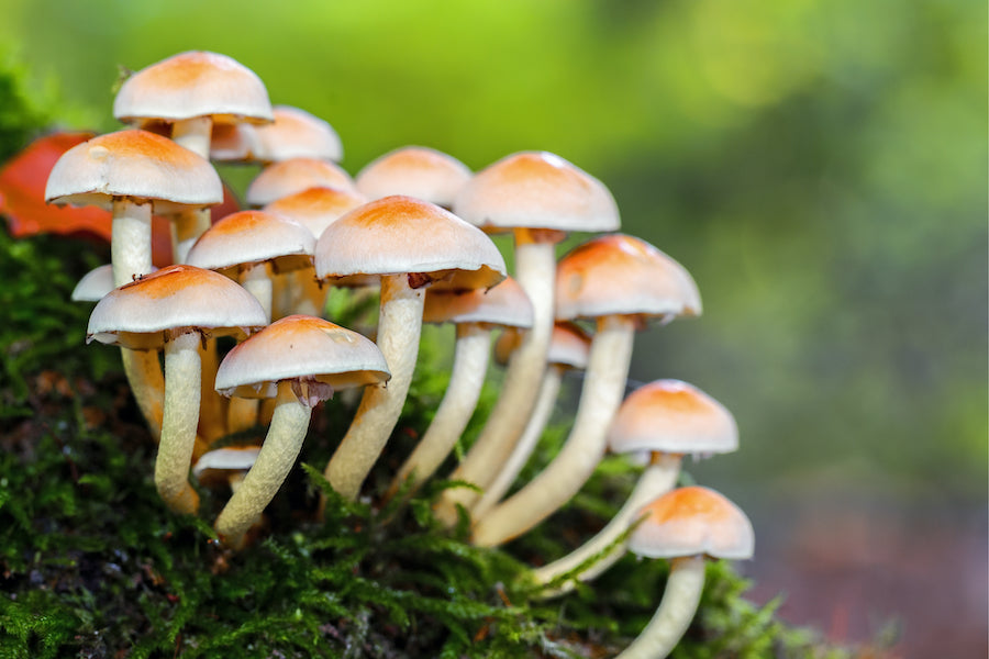 mushroom growing in forest