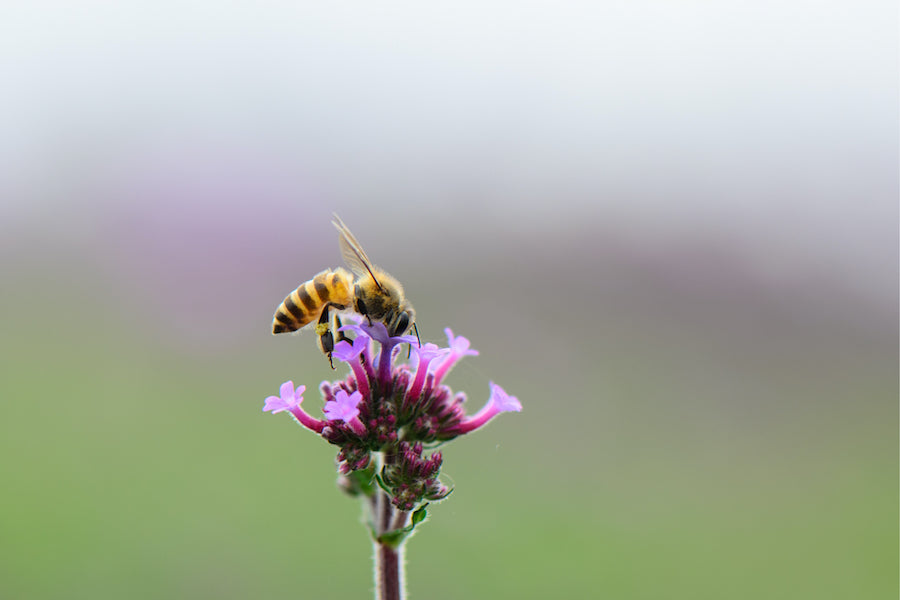 bee pollinating flower