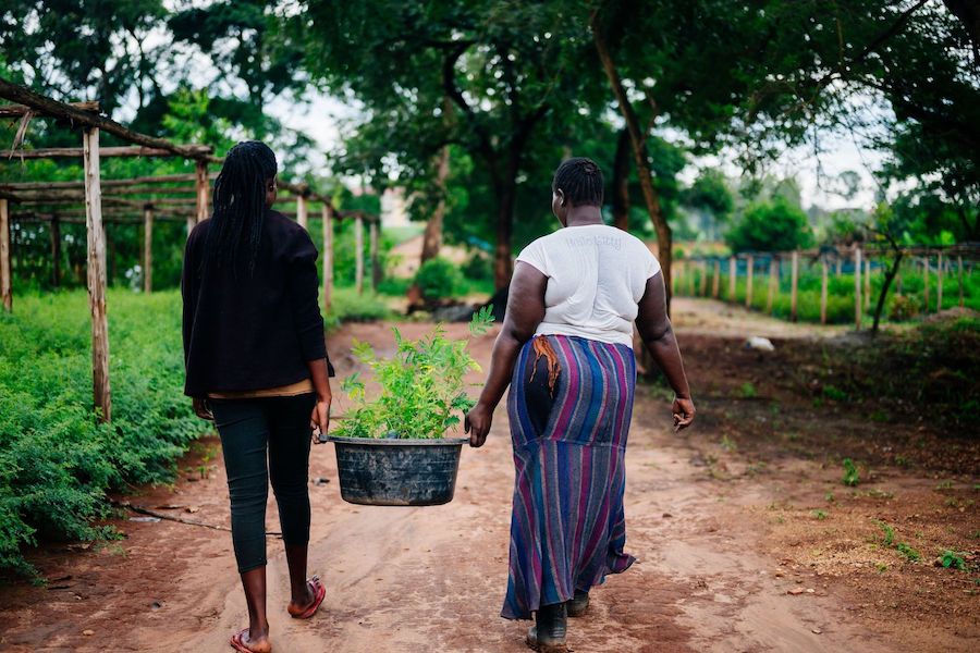 women carrying seedlings nursery