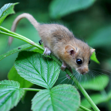 hazel dormouse - Overalzonnepanelen