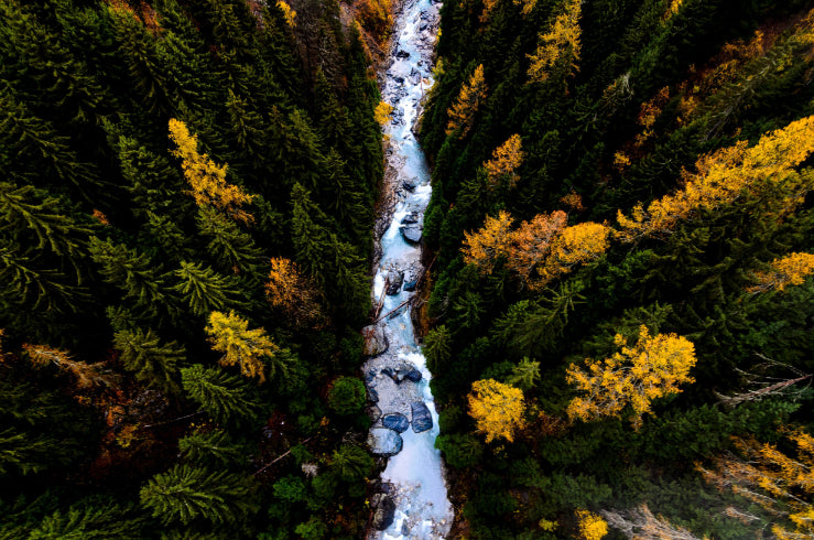 river in a forest