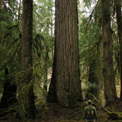 Oregon Douglas Fir