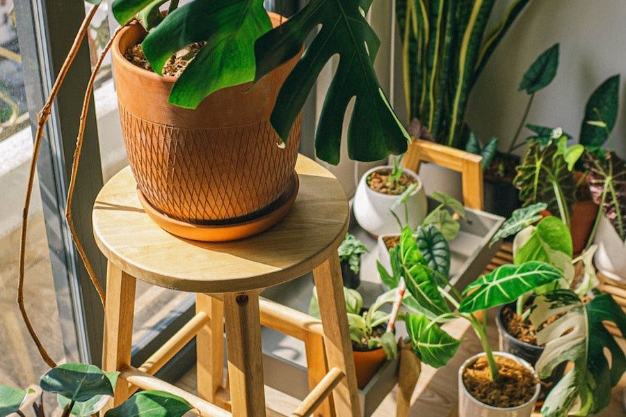 indoor jungle houseplants