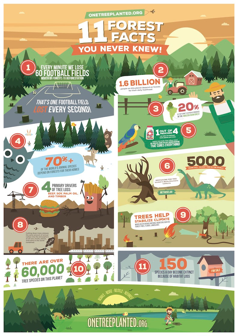 A Short List of Forest Facts for Kids - One Tree Planted