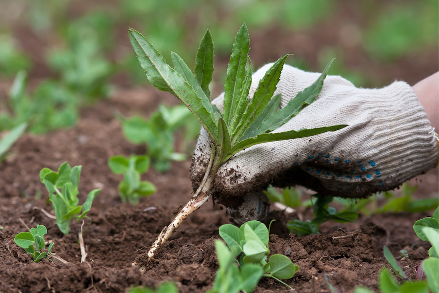 weeding invasive species