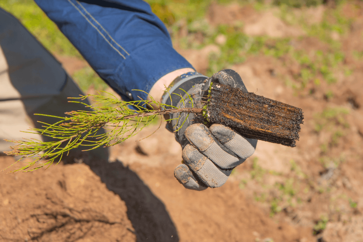 Close up of tree seedling for bushfire recovery in Australia