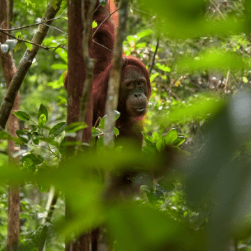 Orangutan in the forest