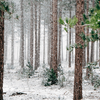 Trees help regulate the climate 