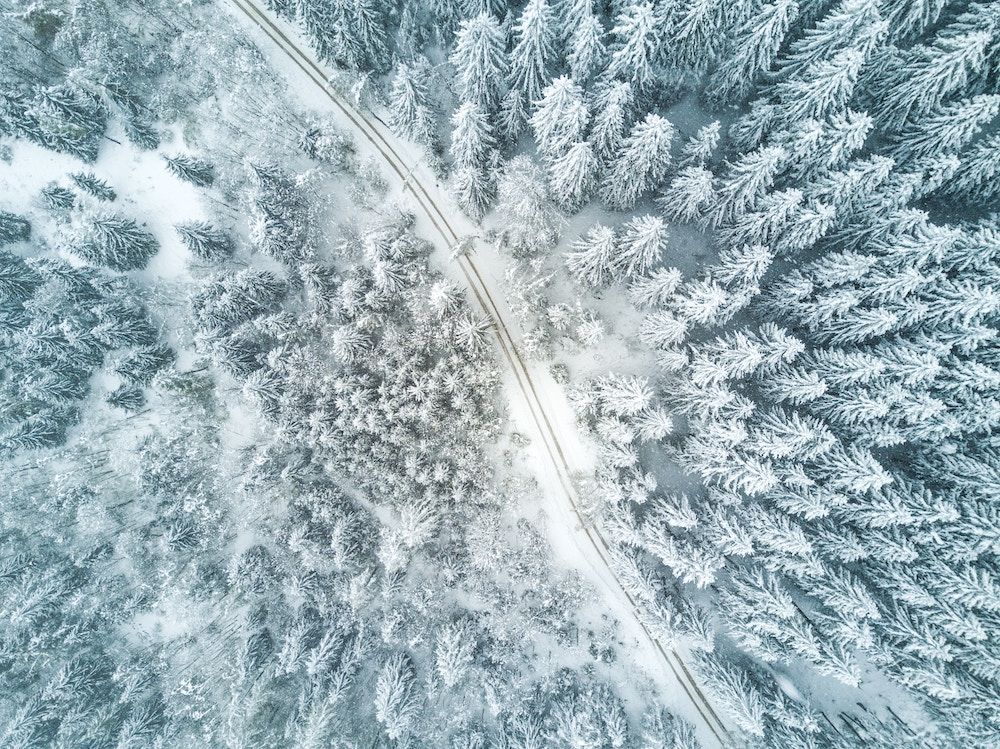 winter forest road