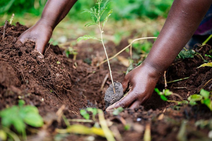 planting seedling closeup uganda planting seedling closeup uganda