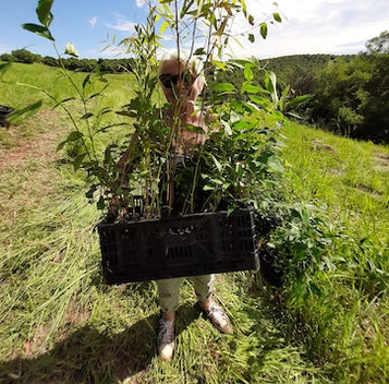 Planting native tree species