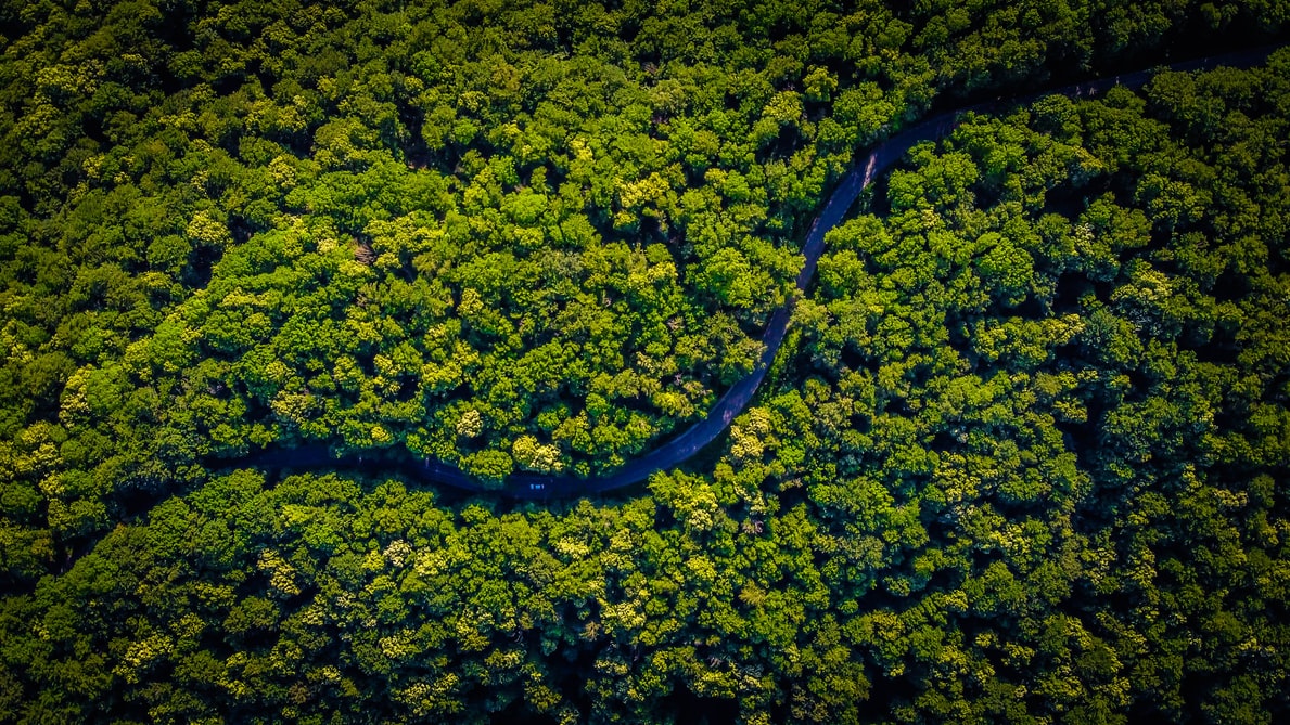 Amazon Rainforest Facts One Tree Planted