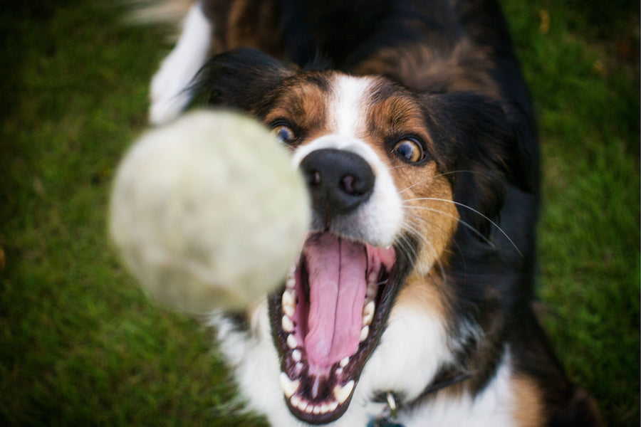 dog catching ball