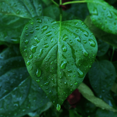 Sobre uma árvore plantada - água