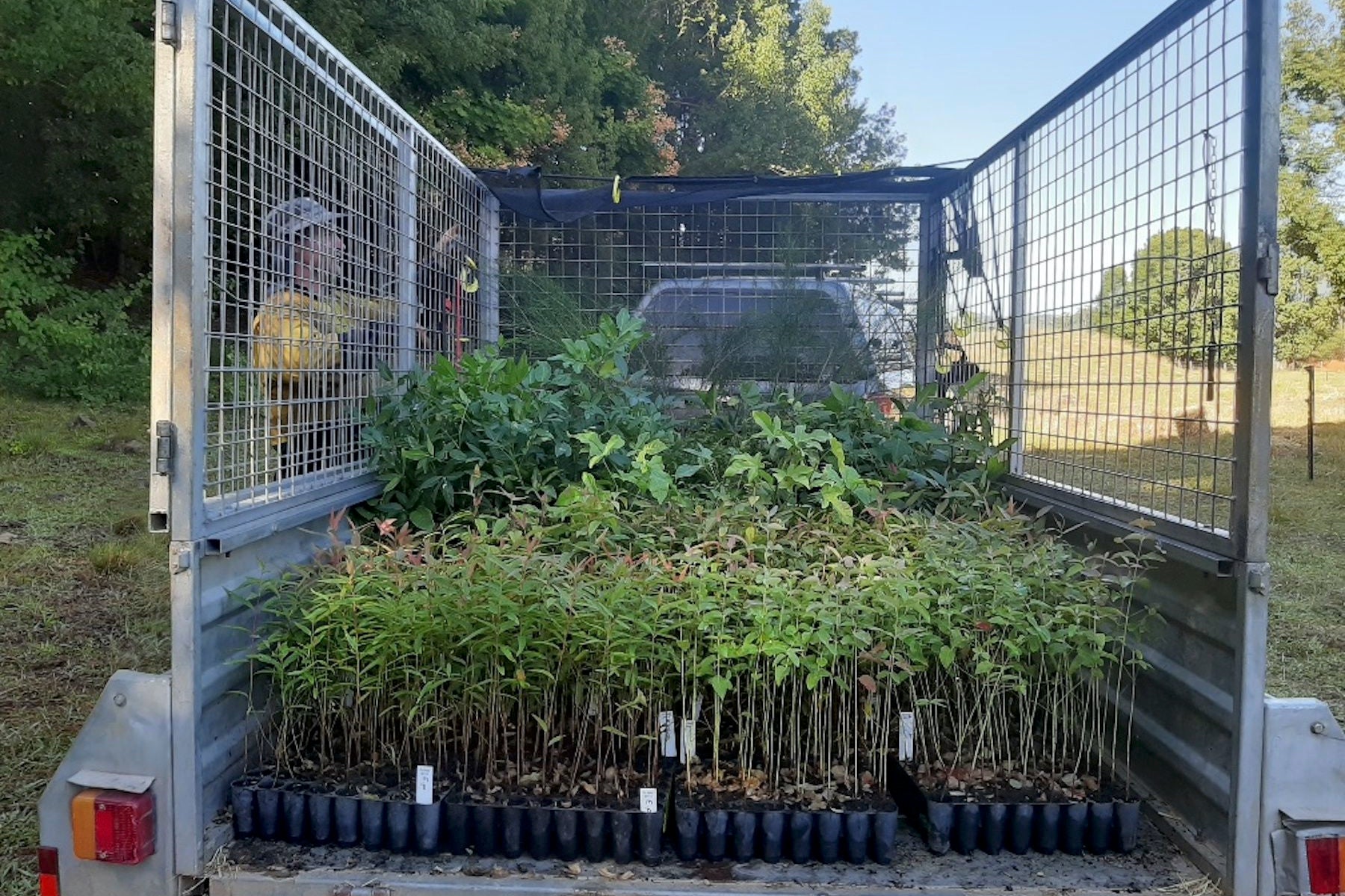 nursery truck carrying seedling trees for australia bushfire recovery nursery truck carrying seedling trees for australia bushfire recovery