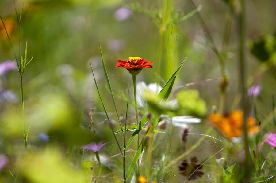 wildflower meadow