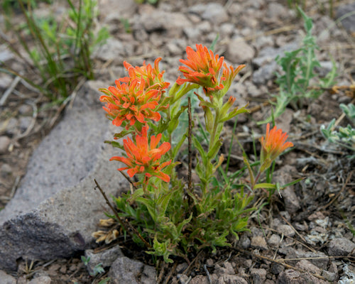 indian paintbrush flower after forest fires