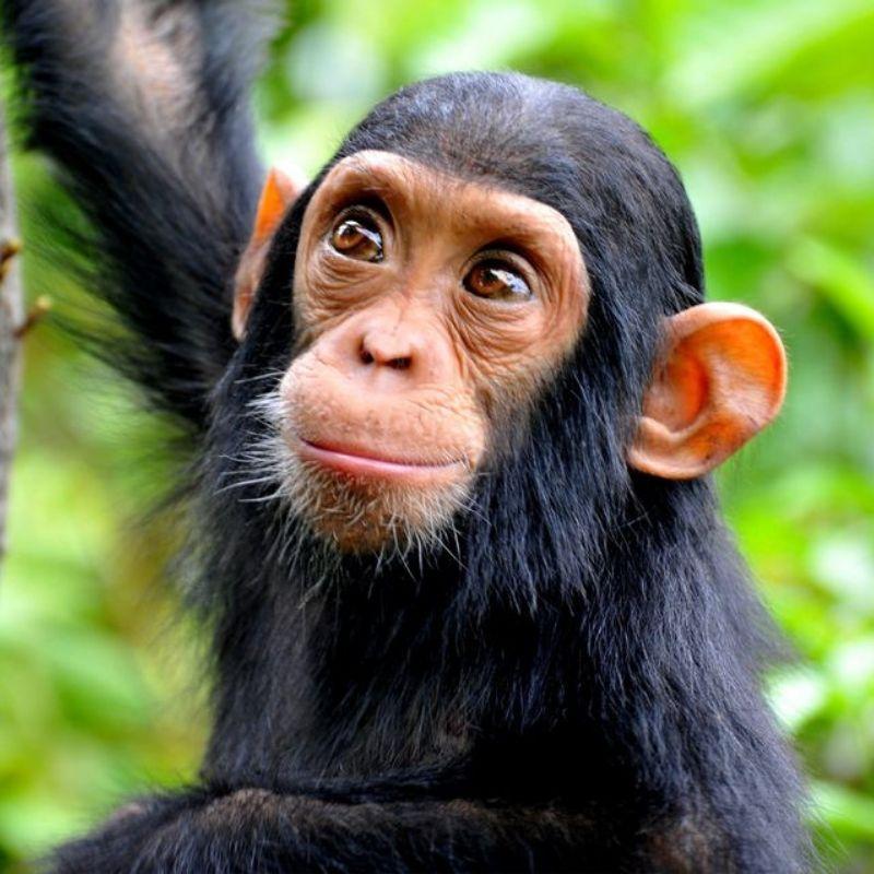 Chimpanzee - endangered species in Uganda