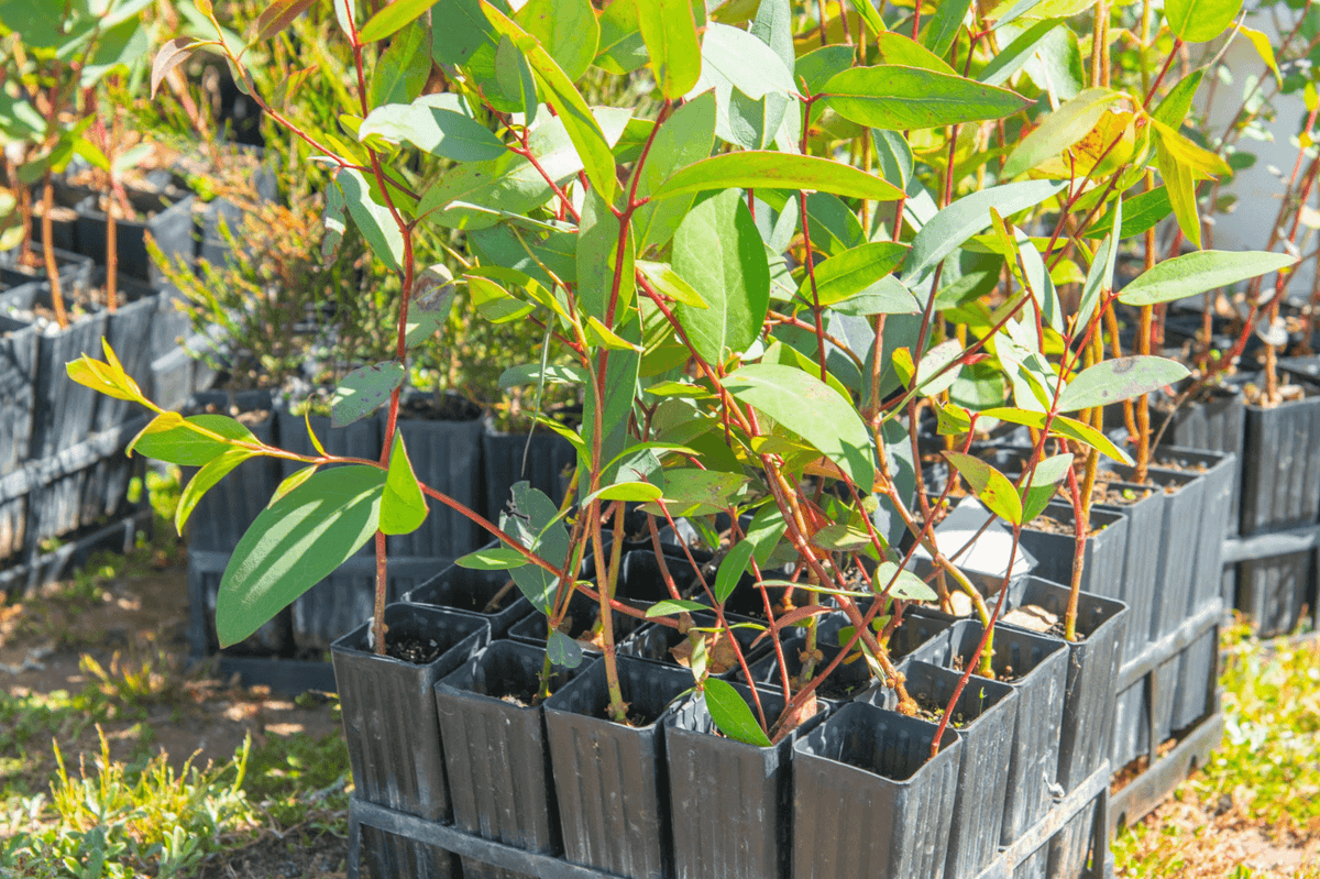 Tree seedlings ready to be planted in Australia