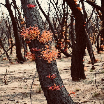 Forest fire regeneration