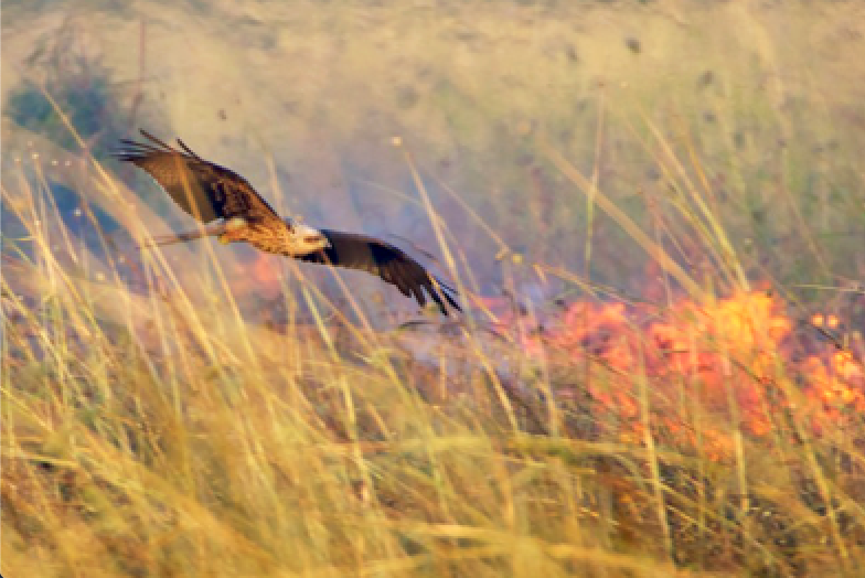 how nature adapts after forest fires