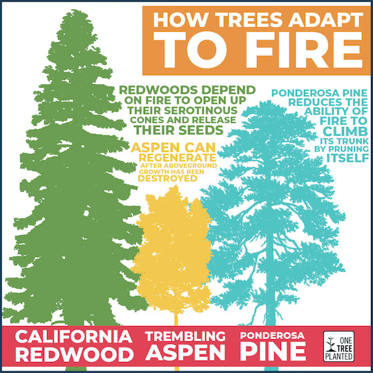 How trees adapt to forest fires