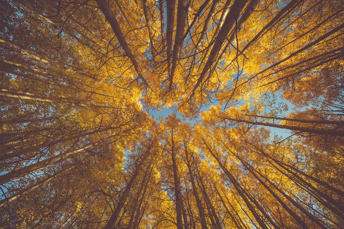 colorful yellow trees