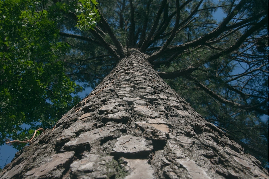 majestic tree bark tree id
