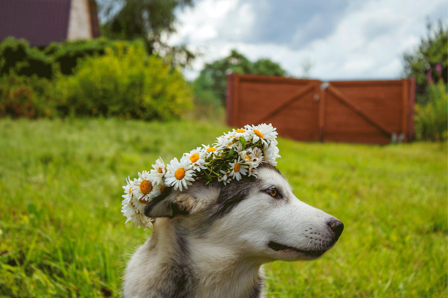 cute dog flower crown