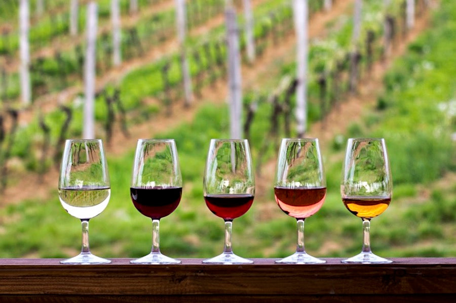wine tasting vineyard