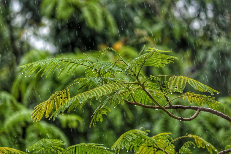 how trees absorb water