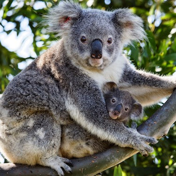 Australian Wildlife - Koala