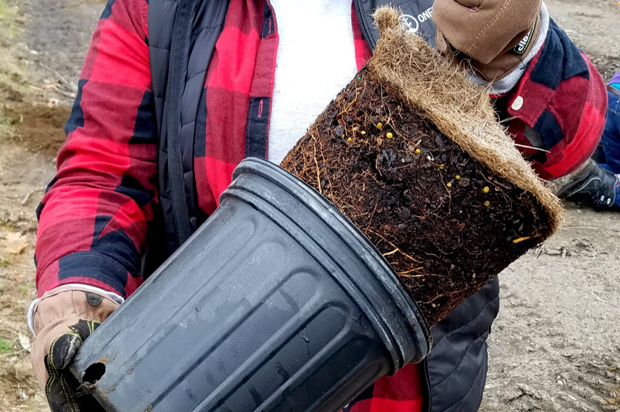 Gently removing sapling from its container