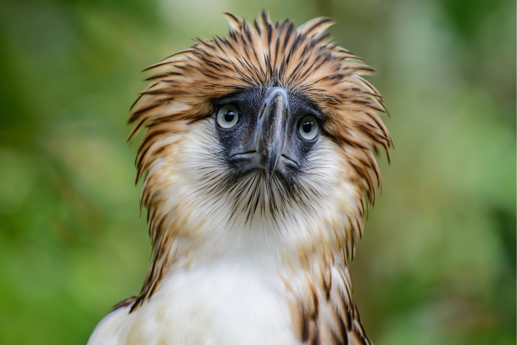 philippine eagle