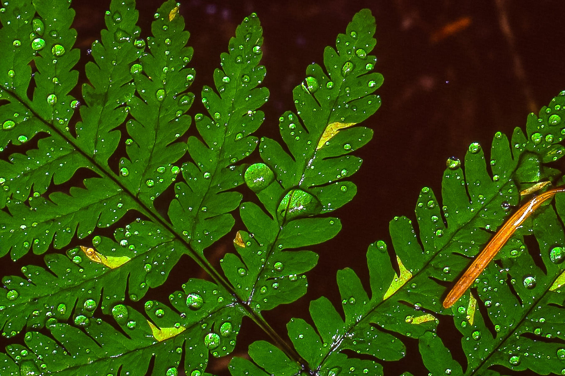 rain drops fern