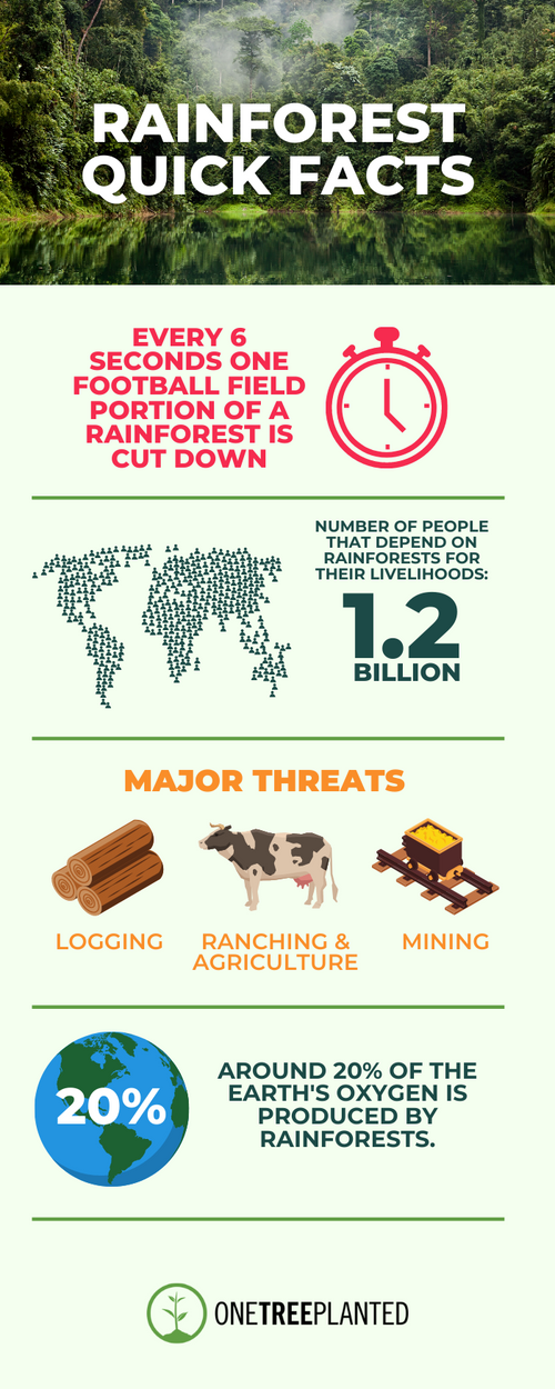 11 Fun Facts about Rainforests - One Tree Planted