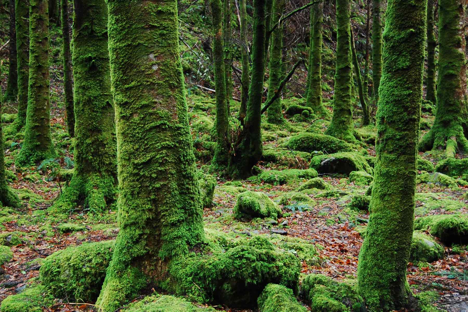 old growth forest