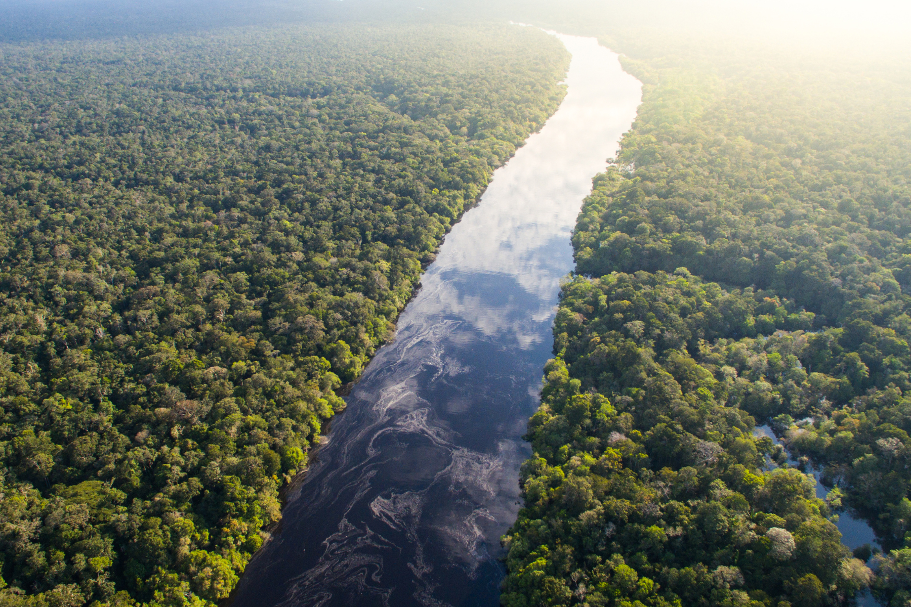 nature river forest