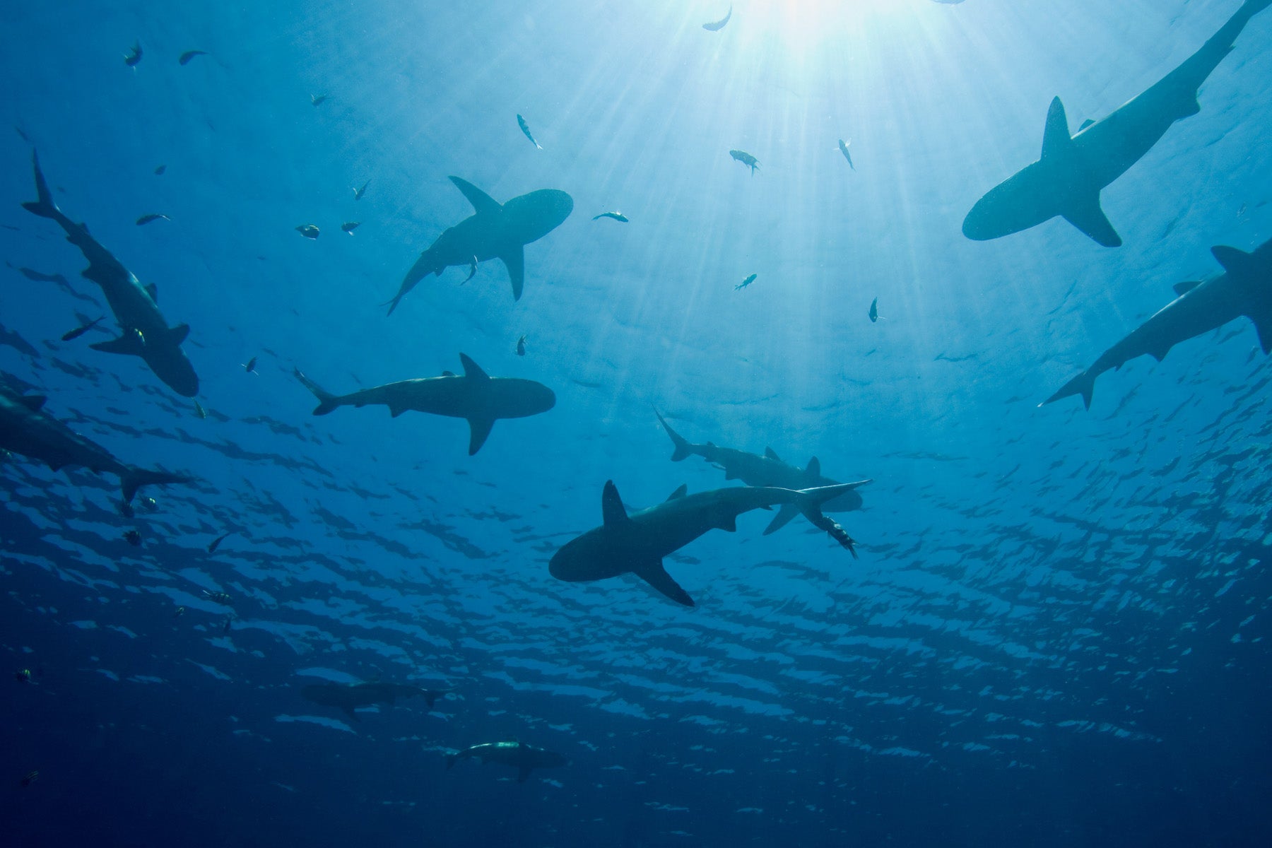 sharks ocean sunlight