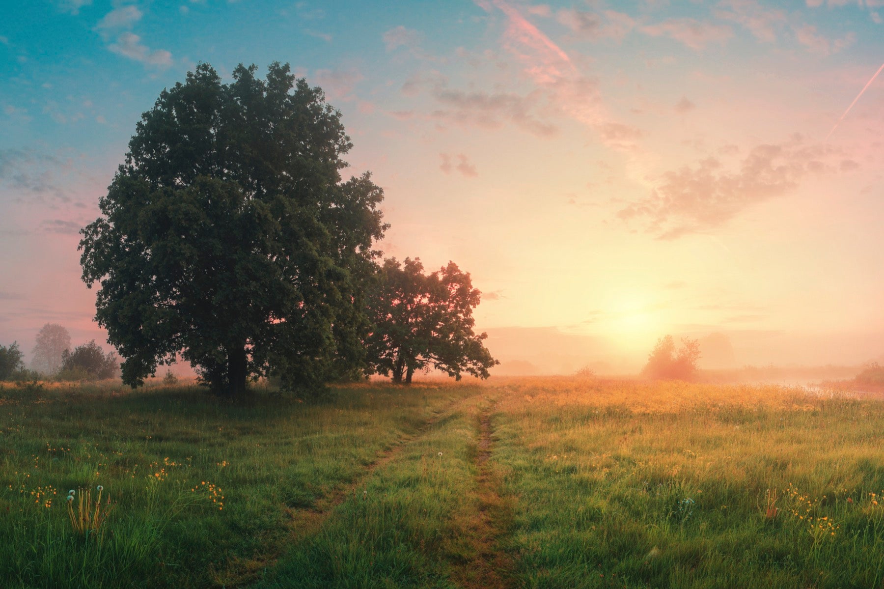 trees field