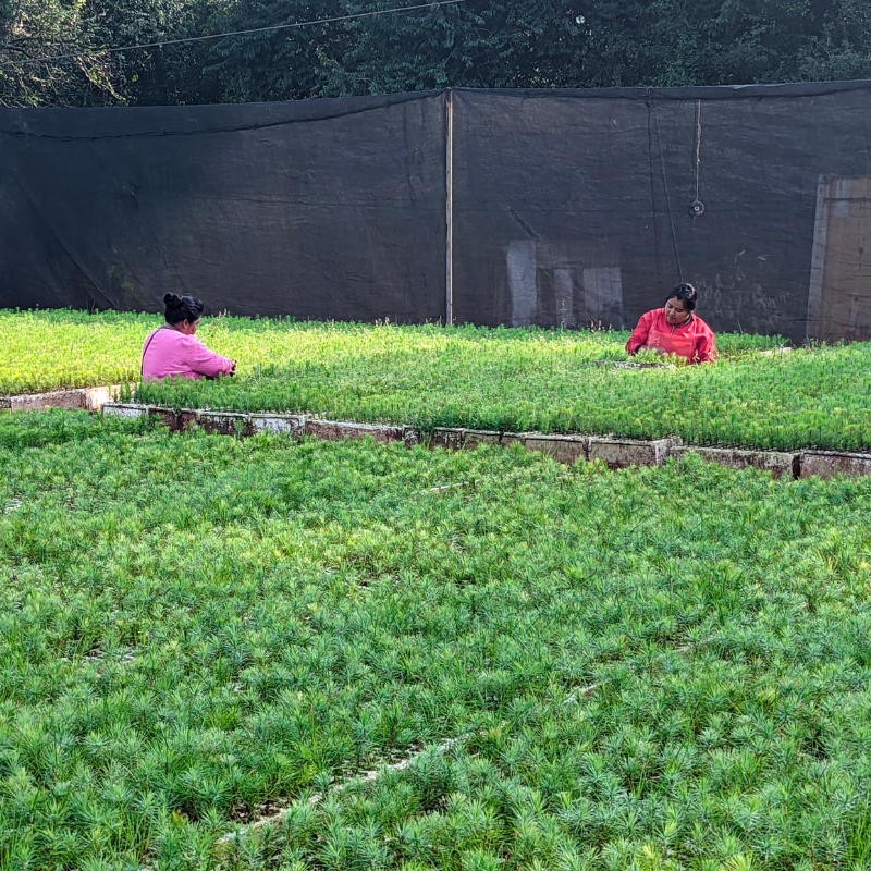 People working with saplings that will be planted for monarch restoration