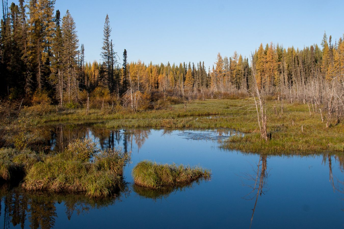 The boreal forest