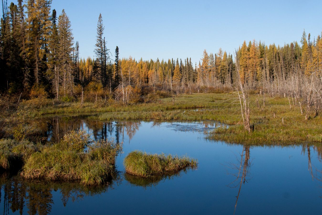 Taiga or Boreal Forest Biome