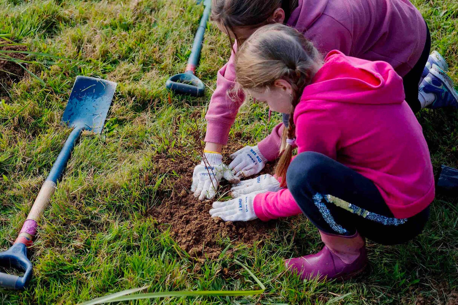 learning how to plant a tree new zealand