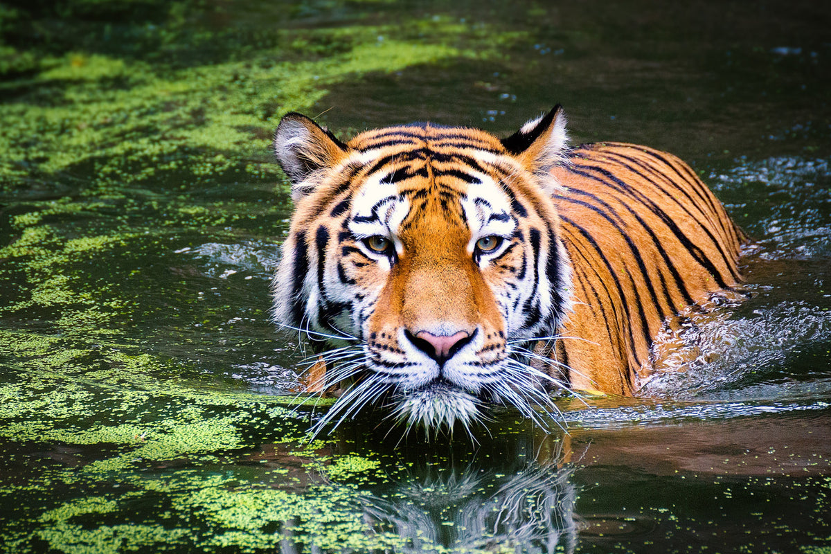 Tiger swimming