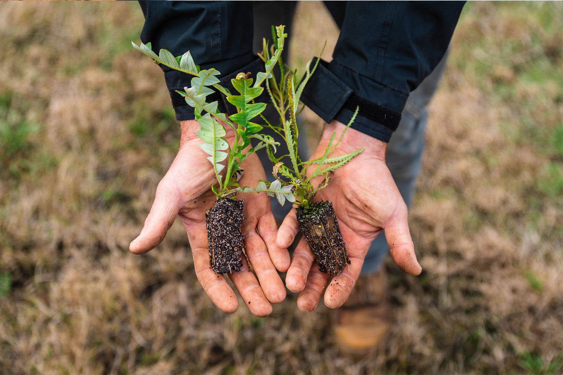 Group planting in India