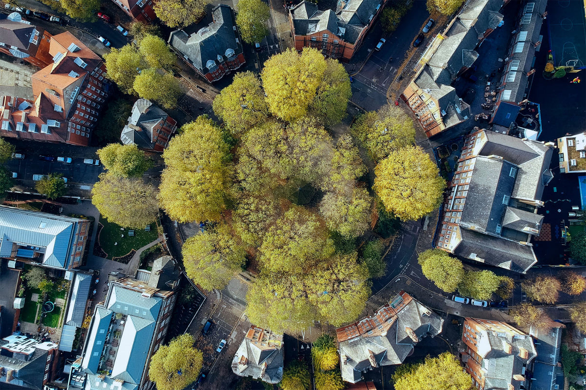 aerial view urban trees